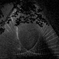 ワイルドドッグス